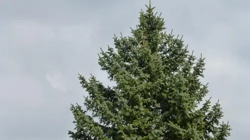 6 быстрорастущих деревьев, которые ни в коем случае не стоит сажа...