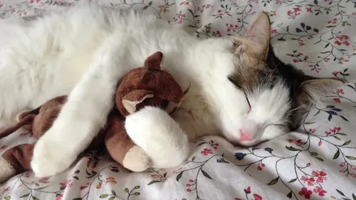 Пушистые коллекционеры: топ-7 странных предметов, которые собираю...