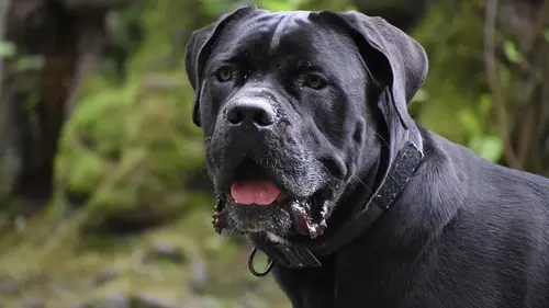 Кинолог назвал 3 породы собак, которых никогда бы не завел: в чем...