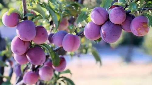 Даже «старая» слива принесет ведра плодов: как ее нужно обрезать весной