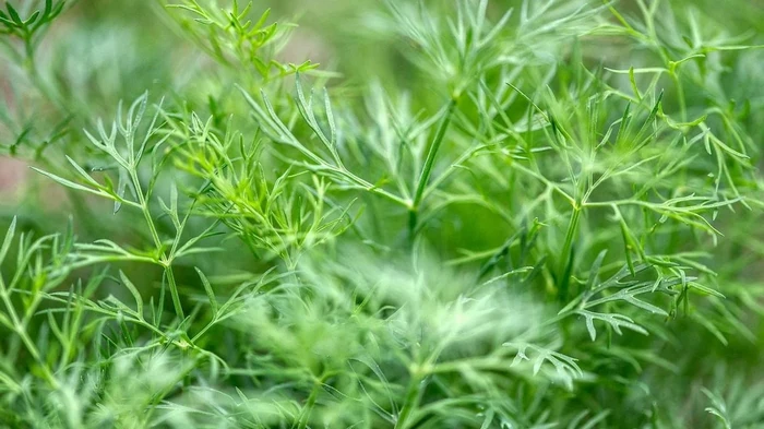 Зачем опытные огородники рассыпают семена укропа по всему огороду: какая его польза