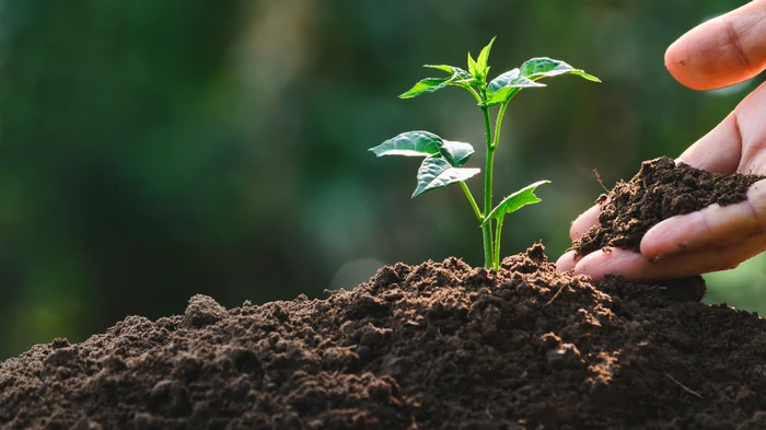 Как добавить калий в почву и «прокачать» свои растения