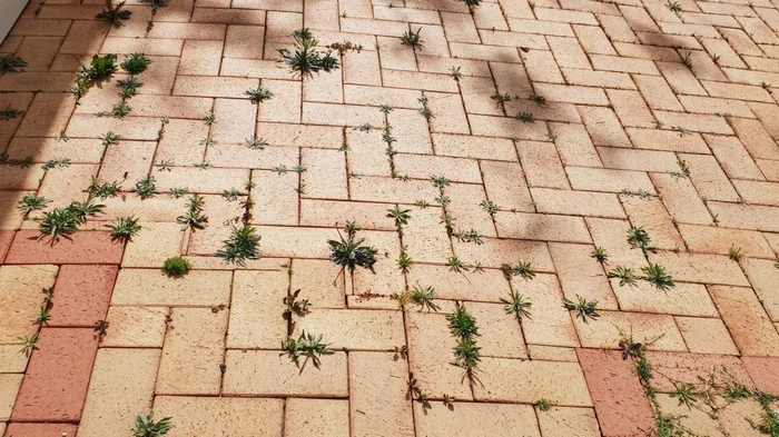 Как избавиться от травы между брусчаткой в домашних условиях