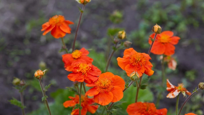 10 многолетних цветов, которые с годами становятся только лучше: эксперты назвали сорта