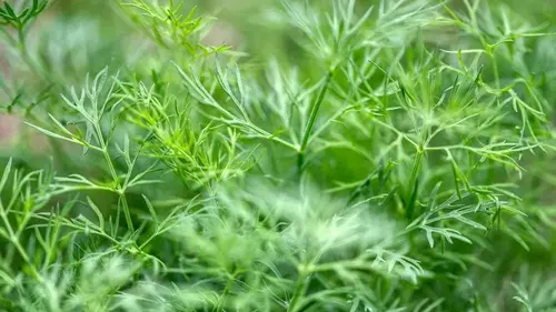 Зачем опытные огородники рассыпают семена укропа по всему огороду...