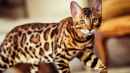 Каких кошек стоит завести в 2026 году: ветеринары назвали 6 самых...