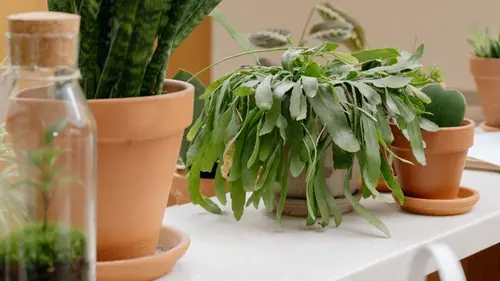 Можно ли удобрять комнатные растения яичной скорлупой: что говоря...