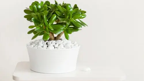 Что нужно денежному дереву в марте: простые советы для пышного ро...