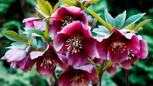 Сад в тени — какие растения выбрать, чтобы создать зеленый оазис ...