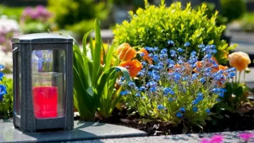 Какие цветы лучше посадить на кладбище: правила выбора