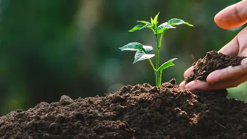 Как добавить калий в почву и «прокачать» свои растения