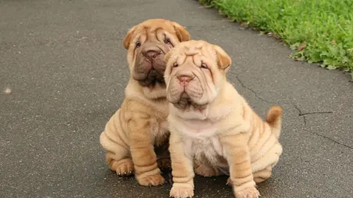 5 пород собак, которых ветеринар не выбрал бы: причины могут удив...