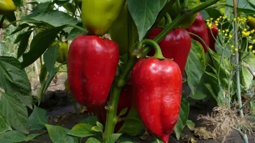 Перцы будут размером с дыни: вот что нужно положить в лунки перед...