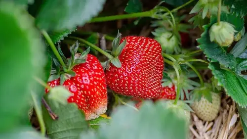 Ягоды некуда будет девать: чем подкормить клубнику, чтобы собрать...