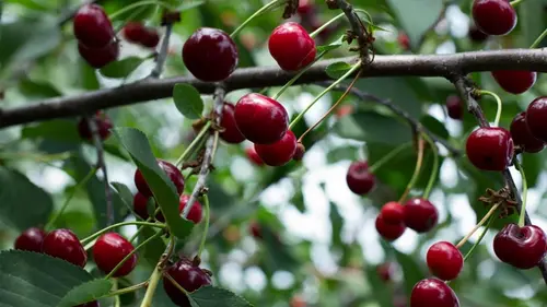 Как получить хороший урожай ягод: эксперты рассказали, что любят ...