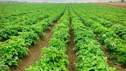 Какой картофель не боится фитофторы и других заболеваний: лучшие ...