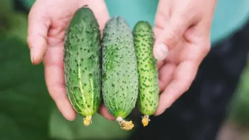 С одной грядки соберете не одно ведро огурцов: сорта, которые сто...