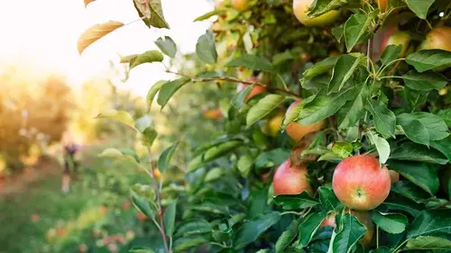 Посадите у яблонь это растение — и насекомые-вредители будут обходить ваш сад десятой дорогой