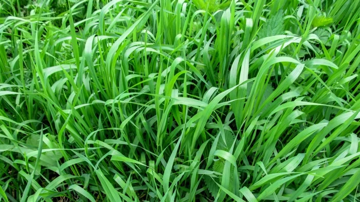 Как избавиться от пырея без химии: реальный опыт