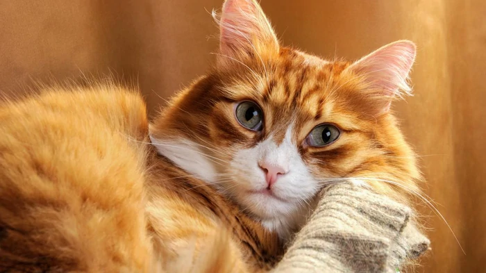 Маленький секрет эволюции: почему кошки мяукают, а львы и тигры рычат