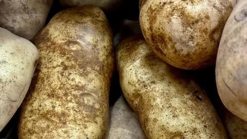 Огородники в восторге: сорт картофеля, дающий ровные, крупные клу...