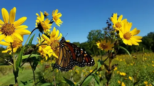 Растет сам по себе и не исчезает: овощ, который обеспечит вас урожаем ...