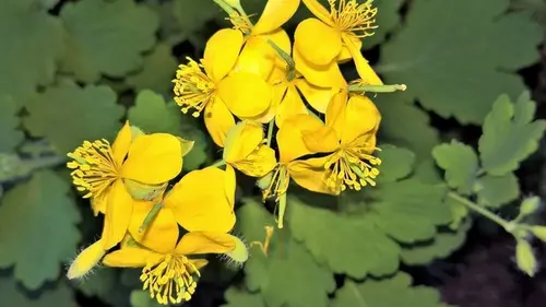 Почему нельзя уничтожать чистотел на своем огороде: как его использова...