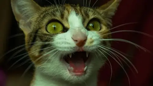 Весенняя уборка угрожает домашним любимцам: как избежать отравлений и ...