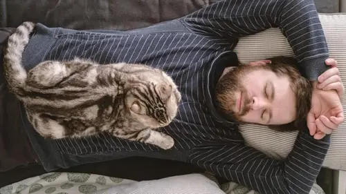 Почему кошка постоянно сидит или лежит на человеке: что это значит