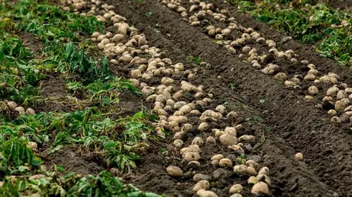 Какие сорта картофеля не стоит сажать на своем огороде: клубни растут ...