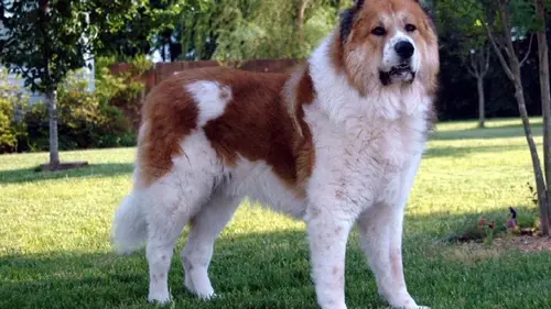 Кинолог назвал 3 породы собак, которых он никогда бы не завел: в чем п...