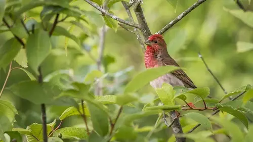 Птицы и грызуны боятся этого, как огня: как защитить свой сад и огород...