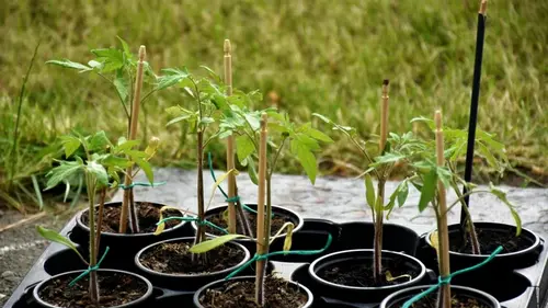 Рассада помидоров будет крепкой без магазинной «химии»: что добавить в...