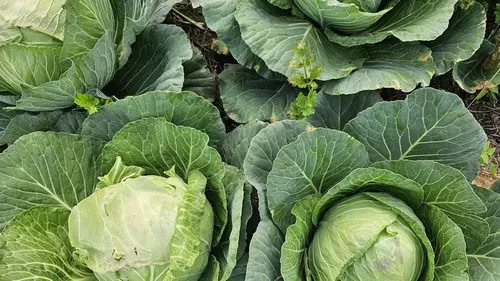 Вы разрушаете свой урожай капусты, даже не подозревая: не подкармливай...