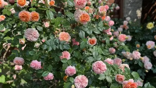 Когда браться за секатор, чтобы обрезать розы — полезные советы