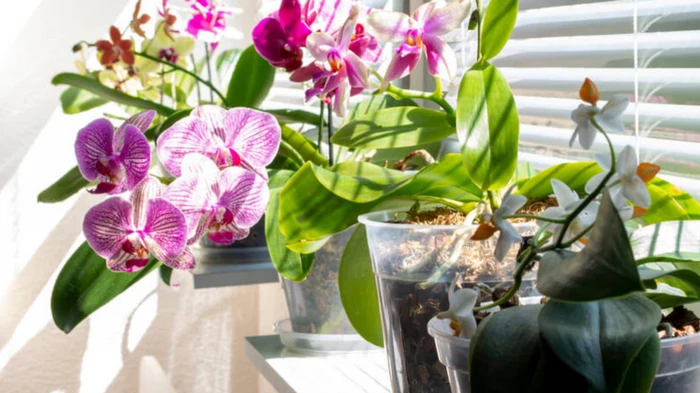 5 секретных советов от экспертов, которые заставят ваши растения расцвести быстрее