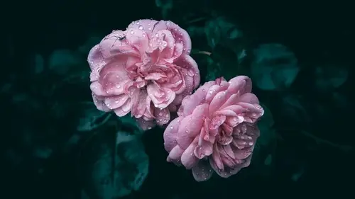 Как и когда поливать розы: советы экспертов для здоровых кустов и боль...