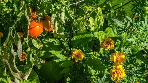 Совместная посадка: мифы и правда о сочетаниях растений, которые могут увеличить ваш урожай