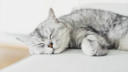 Не просто привычка: эксперты объяснили, почему на самом деле кошки спя...