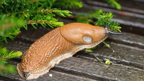 Посадите это растение на огороде — и надолго забудете об улитках: вредители его боятся, как огня