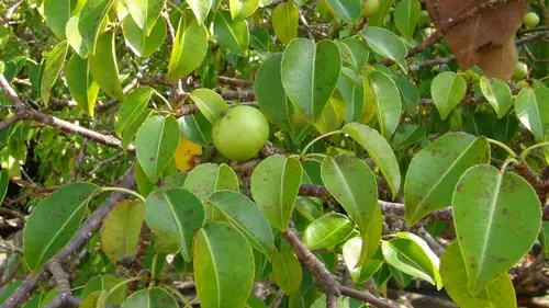 С него льётся яд, а плоды могут убить: что это за ужасное дерево (виде...