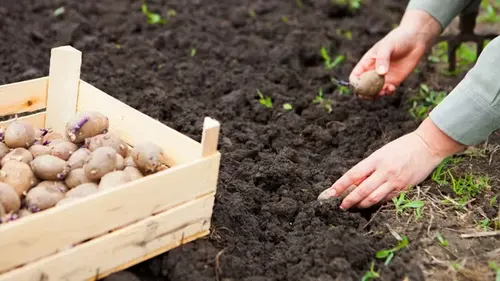 Чем подкормить картофель во время посадки для большого урожая