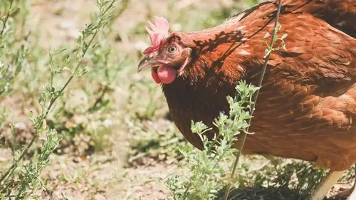 Как быстро избавиться от куриных вшей в домашних условиях: эффективные способы борьбы