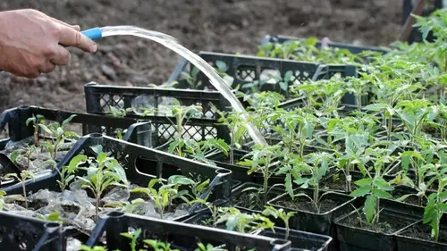 После пикировки томаты нужно подкормить: 3 домашних удобрения для креп...