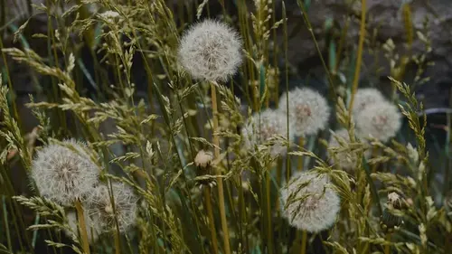 Как избавиться от сорняков и сохранить газон: пять проверенных и простых способов