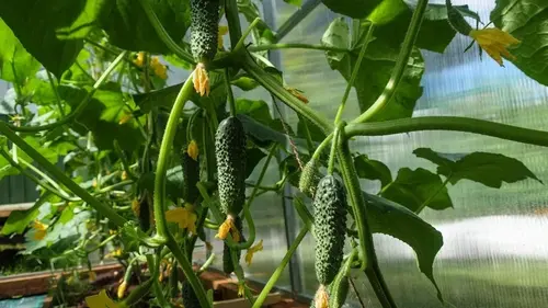 Лучшие сорта огурцов, которые не боятся холода и жары: обильно будут р...