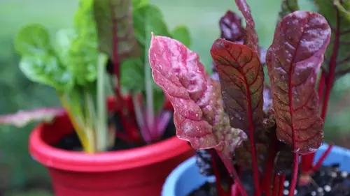 Вторая жизнь свеклы — как вырастить вкусную домашнюю зелень на подокон...