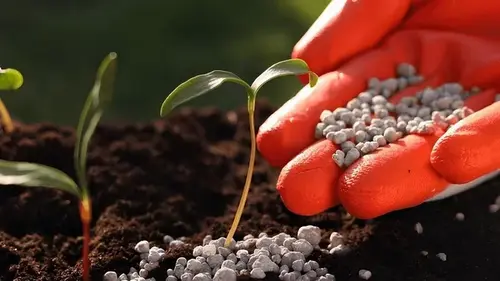 Чем подкормить огород весной: что лучше — аммиачная селитра или сульфа...