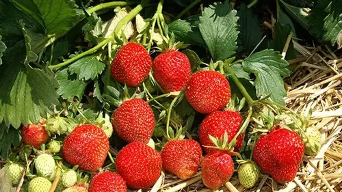 Чем подкормить клубнику весной: бабушкин рецепт, благодаря которому урожай увеличится вдвое