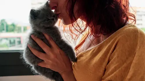 Как долго кот может помнить своего хозяина: ученые провели исследование